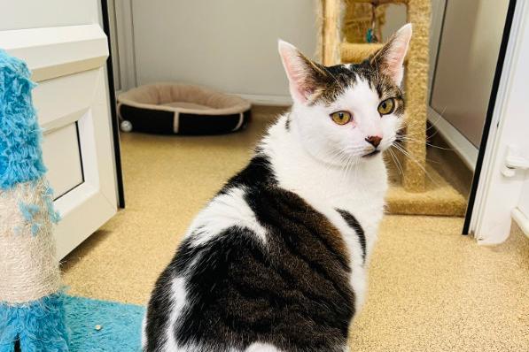 Oscar is a little on the chunky side but that just means he has a big heart and more love to give! He is super friendly and a proper gentleman. He will always be ready to greet a friendly face, he just loves having visitors to his apartment!