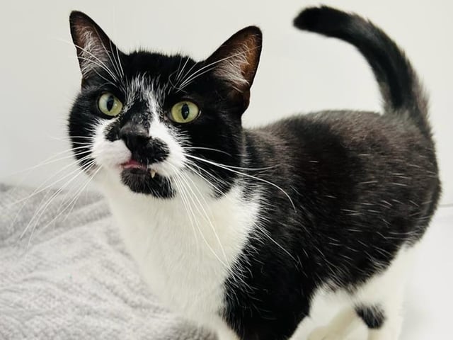 Thomas is a very gentle boy and is king of the head butts! He was a little frightened at first, but soon settled in when he got use to the routine at the RSPCA. He loves to sit on the volunteers knees and enjoy plenty of strokes, he will even wriggle about on you so you know its time for him to be stroked! He loves to play with his toys, his favourite is his kickaroo!