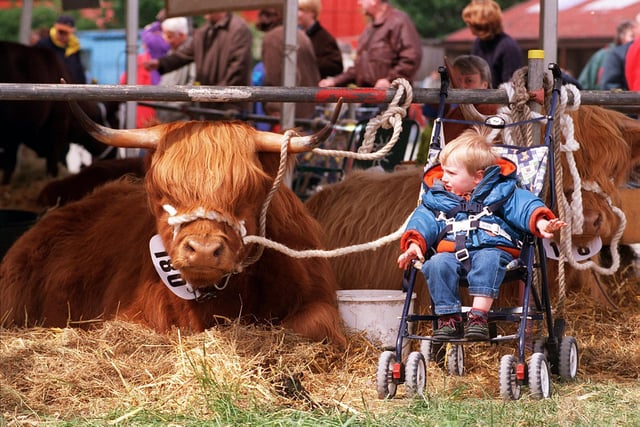 Young Jack Cummins from Ilkley takes a close look at some of the Highland Cattle in May 1999. PIC: Mel Hulme