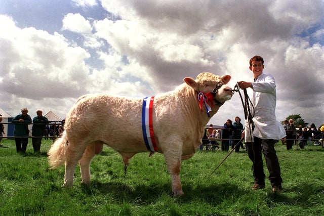 Stockman John Green with the Charolais 'Brampton Oyster' owned by G.W.Turner of Skelton-on-Ure, after being judged as the Inter-Breed Champion in May 1999.