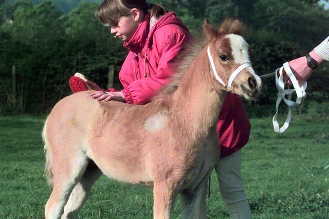 Rebecca Goodson grooms Owsten Wild Poppy a Welsh Mountain foal at Otley Show in May 1998.