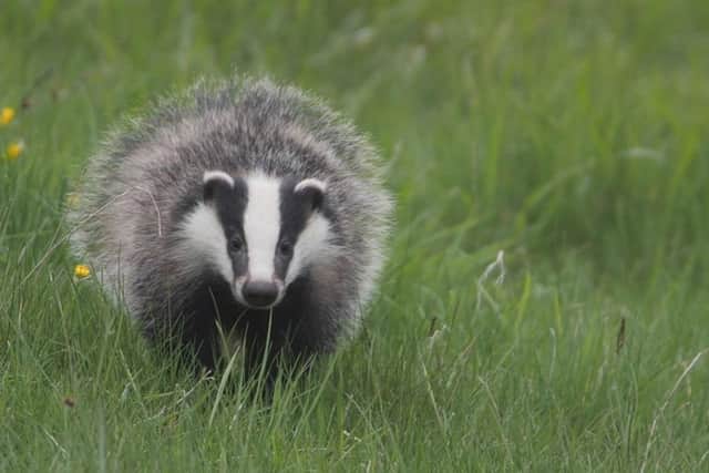 The police and the landowner were called and they found three spades and a black terrier dog with serious injuries, sitting close to a known active badger sett.