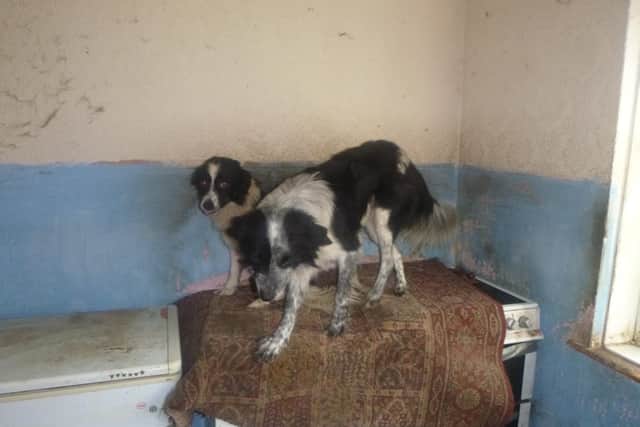 The couple's Collie's Toby and Cody.