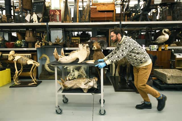 Assistant curator Milo Phillips works on a hippo skull at Leeds Discovery Centre. Picture: Jonathan Gawthorpe