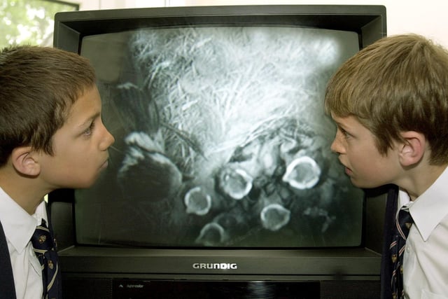 Leeds Grammar School pupils Ben Collins (left) and Philip Stokoe enjoy a close up view inside of a nesting box in the school grounds. It was fitted with an infra red camera to see a nest of newly hatched blue tits being fed by their mother.