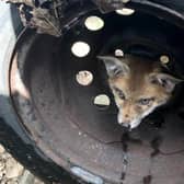 A fox cub stuck in a wheel. PIC: RSPCA/PA Wire
