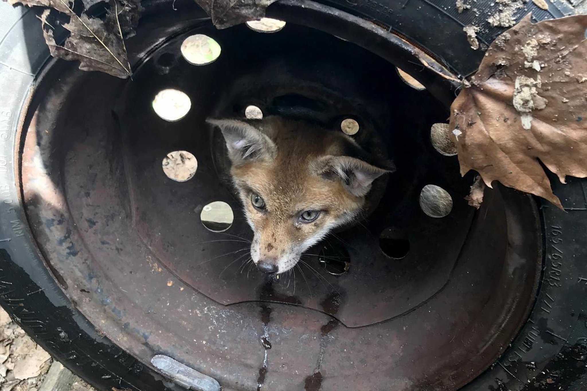 RSPCA warning after four fox cubs get stuck in old car wheels
