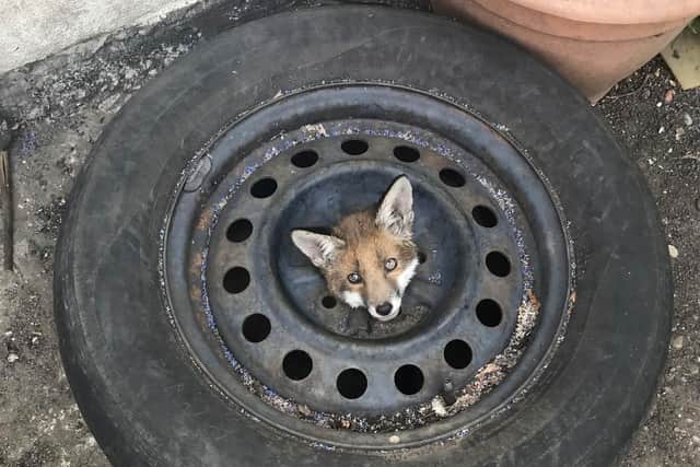 A fox cub stuck in a wheel. PIC: RSPCA/PA Wire