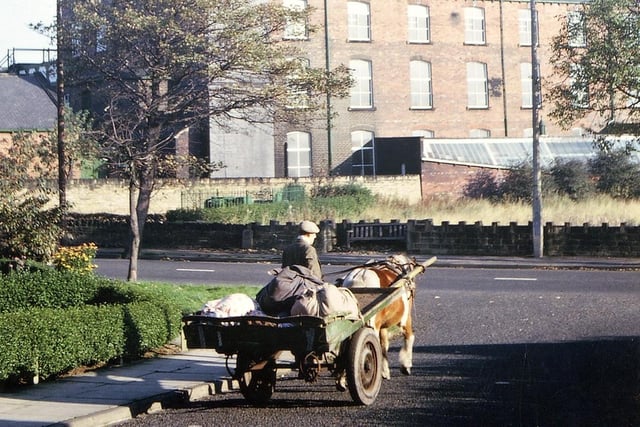 A rag and bone man makes his way along Morley's Asquith Avenue in the shadow of Deanfield Mills in October 1965. PIC: David Atkinson Archive