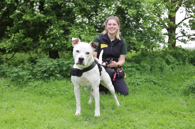 Dougie is looking for a home this week at Dogs Trust Leeds.