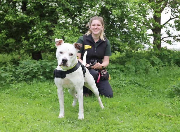 Dougie is looking for a home this week at Dogs Trust Leeds.