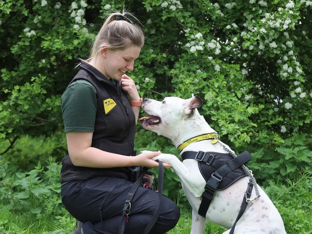 Dougie and his handler Sophie are seen doing some basic training here. He’s a stunning 2yr old Staffordshire Bull Terrier Cross who is looking for dedicated adopters to continue the training he’s doing so well with at the rehoming centre. He’s not for the faint hearted so some previous experience of strong and bouncy dogs will be needed. He’s come on leaps and bounds recently and we can see that in the right hands he will thrive.
