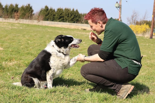 Finn is a super sweet and smart 10yr old Collie who is on the lookout for a loving new home. He's a sensitive boy who can be worried by noise or hustle and bustle, so needs very patient and understanding adopters who will take their time settling him in. If you give him the space he needs initially, once he's more confident he will reward you by showing his true character, which is a very loyal and loving dog with a good brain and a real love of training. He really enjoys playing with toys (typical Collie!) and is very interactive with people he already knows. Sadly, he's worried by other dogs but he's a good boy and doesn't go looking for trouble. He prefers to stay away and enjoys his walks in quieter areas, so he's perfectly manageable. His handlers here at the centre adore him and if you give him a chance, you will too!