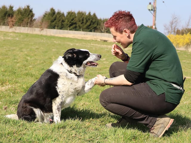 Finn is a super sweet and smart 10yr old Collie who is on the lookout for a loving new home. He's a sensitive boy who can be worried by noise or hustle and bustle, so needs very patient and understanding adopters who will take their time settling him in. If you give him the space he needs initially, once he's more confident he will reward you by showing his true character, which is a very loyal and loving dog with a good brain and a real love of training. He really enjoys playing with toys (typical Collie!) and is very interactive with people he already knows. Sadly, he's worried by other dogs but he's a good boy and doesn't go looking for trouble. He prefers to stay away and enjoys his walks in quieter areas, so he's perfectly manageable. His handlers here at the centre adore him and if you give him a chance, you will too!