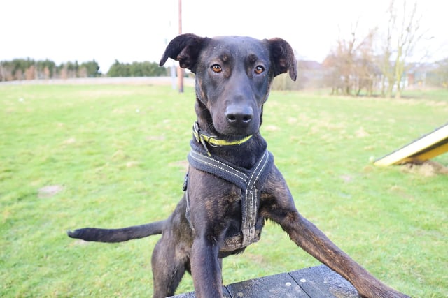 Louise just popped up to say hello! She’s a 10m old Crossbreed who was originally found as a stray. When she arrived, she had clearly never received any basic training, but the team have worked wonders with her and she’s now proving what a smart girl she can be. She’s very playful and affectionate once she knows you and would love to find a new home with adult adopters who will help her continue to grow.