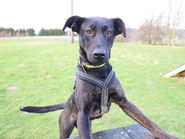 Louise just popped up to say hello! She’s a 10m old Crossbreed who was originally found as a stray. When she arrived, she had clearly never received any basic training, but the team have worked wonders with her and she’s now proving what a smart girl she can be. She’s very playful and affectionate once she knows you and would love to find a new home with adult adopters who will help her continue to grow.
