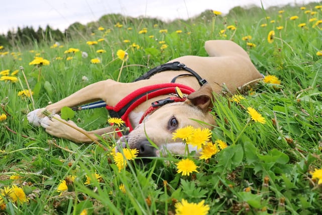 Here’s Brian hiding in the Dandelions! He’s a fun and playful 6yr old Staffy who is full of affection once he knows you. He’s looking for a new home with an active family with older teenage children but no other pets. One thing is for sure, with Brian in your life you will never be stuck for a play date!