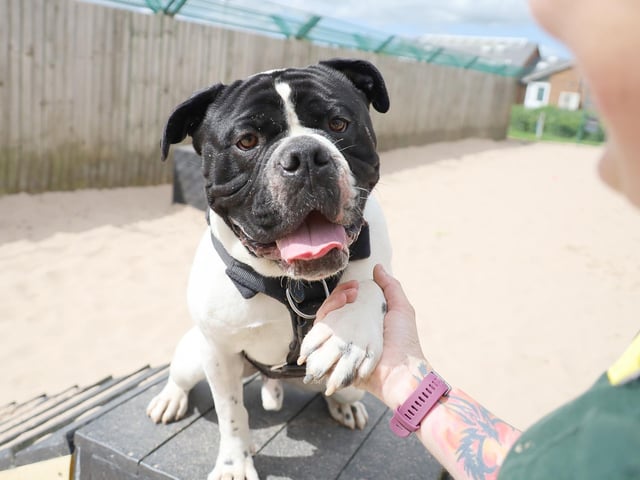 We caught Bronson doing a little agility training in the sunshine with his handler. He’s a very handsome 18m old Bulldog who is full of energy. He needs his new family to keep him focussed by doing plenty of fun training with him. He’s picking things up really well at the centre and the team are keen to see him continue to grow. He can’t share his home with other pets or children, but in an enthusiastic, active adult household he will soon blossom.