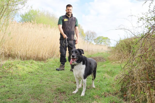 Here’s Archie enjoying a lovely walk in the sunshine with his handler Cameron. He’s a super smart 7yr old Collie who likes to be kept busy. True to his breed his favourite activity is playing fetch and he LOVES his tennis ball! He needs true Collie loving adult adopters who will be prepared to put the time required to keep him busy and take him on lots of fun adventures.