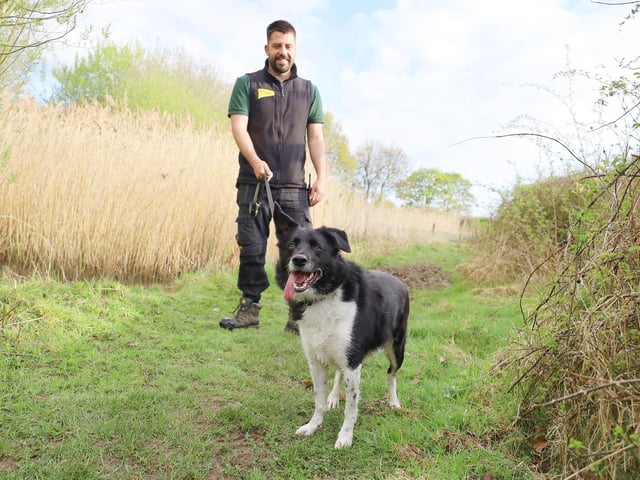 Here’s Archie enjoying a lovely walk in the sunshine with his handler Cameron. He’s a super smart 7yr old Collie who likes to be kept busy. True to his breed his favourite activity is playing fetch and he LOVES his tennis ball! He needs true Collie loving adult adopters who will be prepared to put the time required to keep him busy and take him on lots of fun adventures.