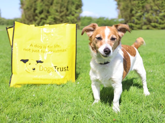 Gem has her bag packed and will be leaving the rehoming centre for her forever home this week! She’s a shy girl who at 11 years old found herself needing to find a new home after her owners health deteriorated. Thankfully patient adopters were found who were willing to put in the time and effort to let her slowly get to know them and now she’s ready to move on. Good luck Gem!
