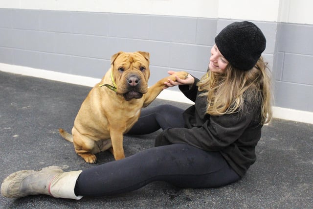 Edie wanted to show off her new trick! This 3yr old Shar Pei is terribly shy of new people, especially men, but is the sweetest girl once she knows you. She’s been learning some basic training and is smashing all her goals! She’d love to find patient and dedicated adult adopters who will put in the time and effort needed for her to feel secure. Trust us, from what we’ve seen she is definitely worth the wait!