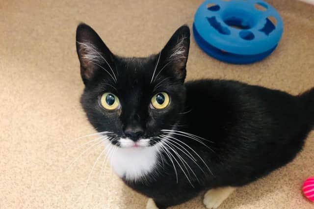 Daisy is looking for her forever home this week at RSPCA Leeds and Wakefield. Photo: RSPCA