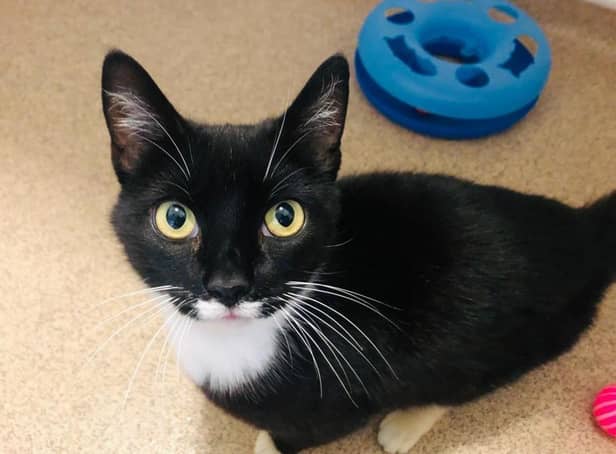 Daisy is looking for her forever home this week at RSPCA Leeds and Wakefield. Photo: RSPCA