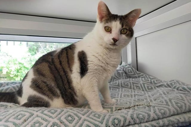 Oscar is a little on the chunky side but that just means he has a big heart and more love to give! He is super friendly and a proper gentleman. He will always be ready to greet a friendly face, he just loves having visitors to his apartment!