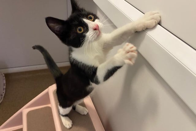 Dudley is a little guy with plenty of love to give to his forever family. He absolutely loves to play, chasing his mice toys and batting around his jingle balls. He has been getting into lots of mischief whilst at the cattery, but the team love it and can’t stop laughing at his antics!