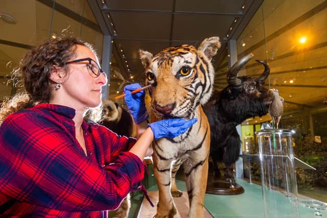 Rebecca Machin, curator for natural sciences libraries, arts and heritage for Leeds Museums and Galleries, cleans up a tiger ready for display. Picture: James Hardisty