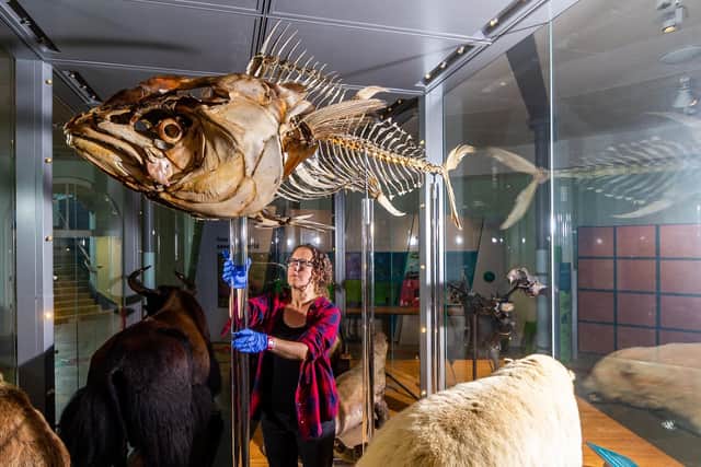The revamped Life on Earth gallery features the skeleton of a huge bluefin tuna, which has become endangered in the wild due to overfishing. Picture: James Hardisty