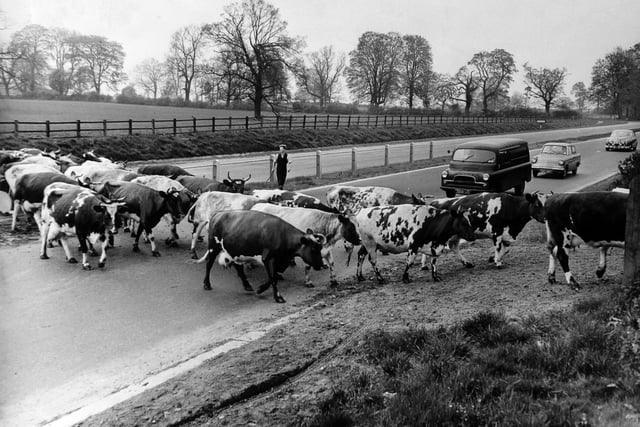 The cows of St. Mark's Farm at Kirk Deighton near Wetherby, were holding up traffic every day on the by-pass clearway in May 1962 as they are driven between the farm and their pasture