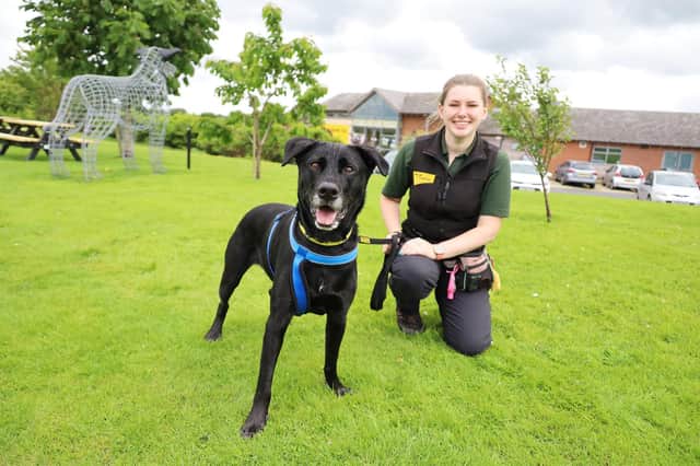 Bruce, a 5-year-old Labrador Cross, is showing off his basic training at Dogs Trust Leeds.