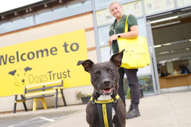 how much does it cost to adopt from dogs trust