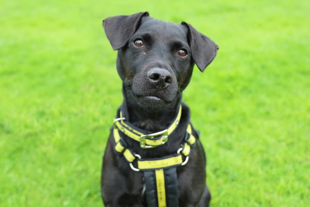 Buster is a handsome 8 year old Patterdale Terrier who arrived at the rehoming centre this week. He’s a lovely lad who has a real zest for life. He loves his walkies and likes to play with his toys. Although he will be fine to have walking buddies out and about, he doesn’t like to share so he’s looking for a home where he’ll be the only pet with children no younger than 14. Once he knows you he is a fun and loving dog so he’ll be a real hit with any Terrier lovers out there.