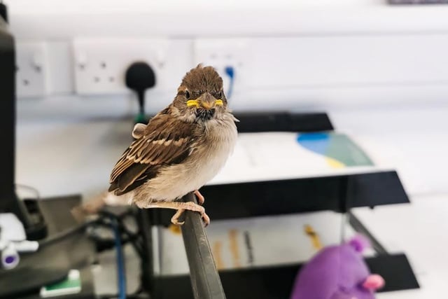 Office staff at the rehoming centre had quite a surprise when they found themselves sharing the office with a fledgling Sparrow! The youngster had fallen out of the nest and somehow found themselves coming through the window! Thankfully the team were able to very carefully return the bird back to its nest and he seems to be doing fine.