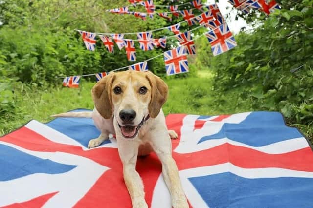 To celebrate her Platinum Jubilee, these patriotic pooches have been joining in the fun.