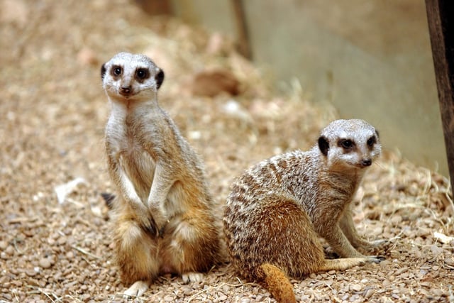 The meerkats were in a playful mood at Roundhay's Tropical World in April 2004.