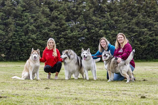 Jade Brightmore, Nicola Atkinson and Suzanne Bolus from 8 Below Husky Rescue with huskies. Picture: Tony Johnson