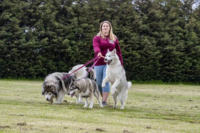 Suzanne Bolus from 8 Below Husky Rescue with huskies. Picture: Tony Johnson