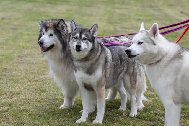 Three of the huskies from 8 Below Husky Rescue. Picture: Tony Johnson