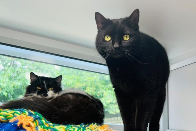 Etta and Nina are super close felines! You’ll often see them curled up in bed together or washing one another, they even love to softly headbutt each other!
They both love the fuss and strokes the volunteers give them, and they enjoy it so much they roll over!