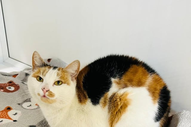 A sweet and affectionate young female cat, Princess has tri-colour fur and stunning eyes. She is super friendly, sociable and needs a lot of attention, so would like her future owner to be around for a good amount of the day. Princess loves playing, whether that be with humans or other cats.