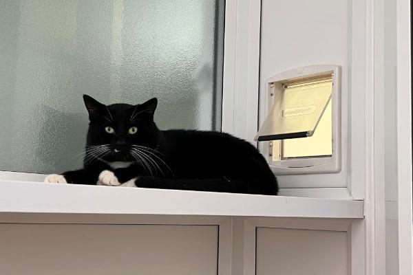 Watson is looking for a patient, experienced and understanding adult only family, who will allow him time to settle into his forever home. He has recently started to come out of his shell and if he's given a cat treat, he will allow people to give him a stroke on his head.