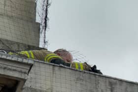 This is the moment the emergency services helped to save a Peregrine Falcon stuck in netting on the University of Leeds Parkinson Tower - with hundreds of people now calling for it to be removed.
cc @LeedsBirder