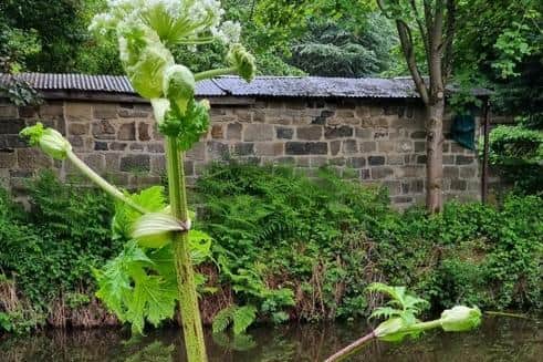 The hogweed was spotted by Leeds resident Steph
cc @Grinch_Fingers