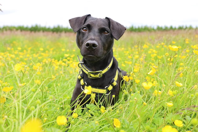 Buster is looking for his forever home this weekend at Dogs Trust Leeds.
