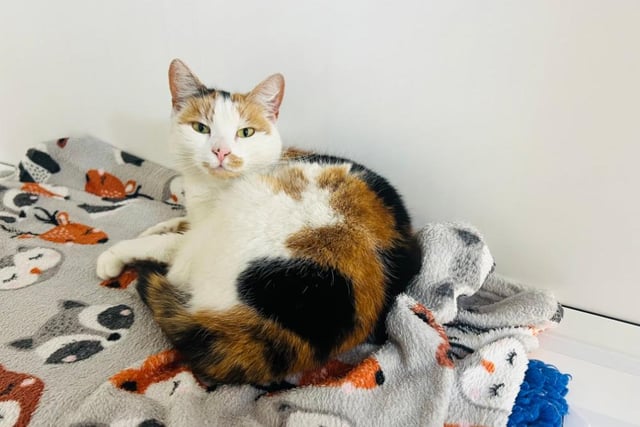A sweet and affectionate young female cat, Princess has tri-colour fur and stunning eyes. She is super friendly, sociable and needs a lot of attention, so would like her future owner to be around for a good amount of the day. Princess loves playing, whether that be with humans or other cats.
