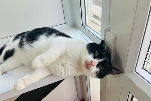 Five-year-old Luther is another affectionate male who loves being stroked and cuddled. He has a gentler soul so would prefer to join a family with children who will treat him with care and have prior experience with cats. Luther is a bit of a ladies man, so he is happy to join a home with a female cat living there.